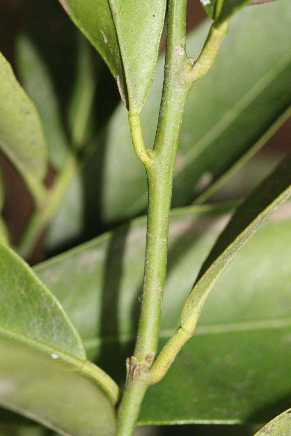            First year twig (Riverside, CA)   